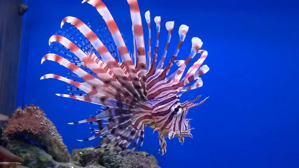 Наталья Манцветова