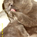 Алексей Михайлов