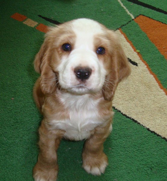 Надежда Комиссарова