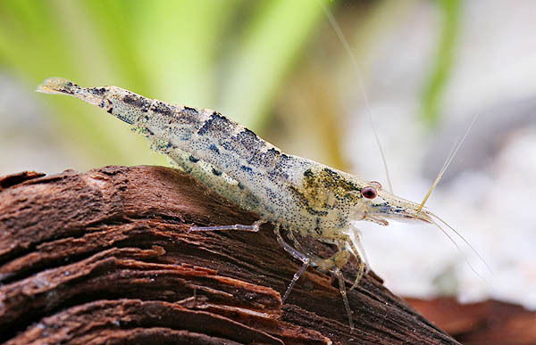 Лю Шниперсон