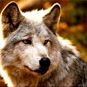 Kanoi Wolf