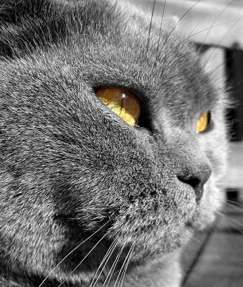 Юлия Петровичева