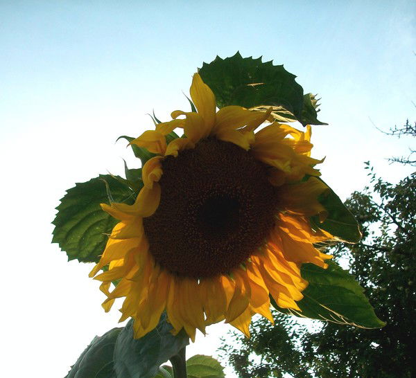 Ксения Артемьева