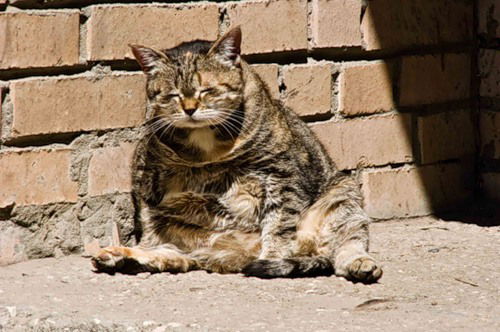 Светлана Мацкевич