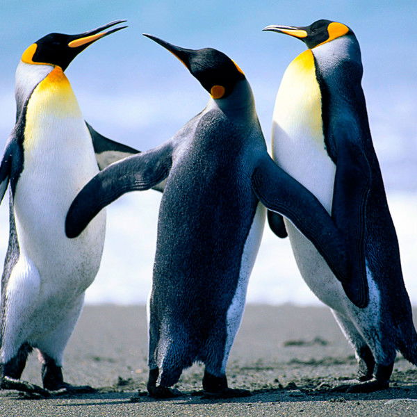 Сергей Швабу