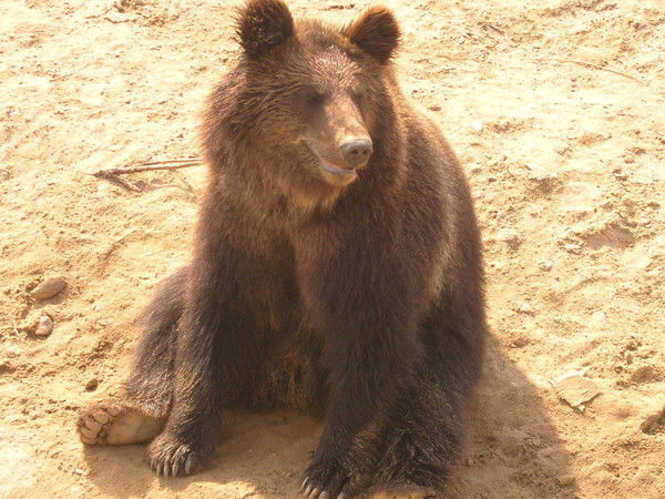 Максим Яруков