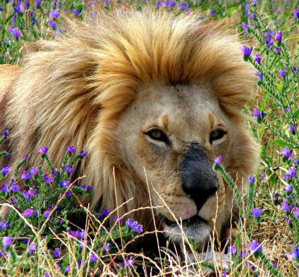 Саша Летута