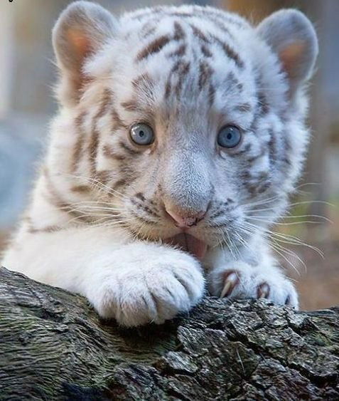 Валентин Николаевич