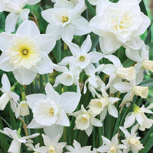 Жади **************