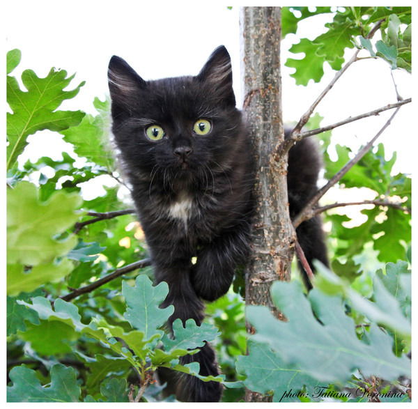 Елена Толстякова