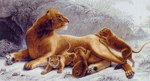 Жемис Оразалина