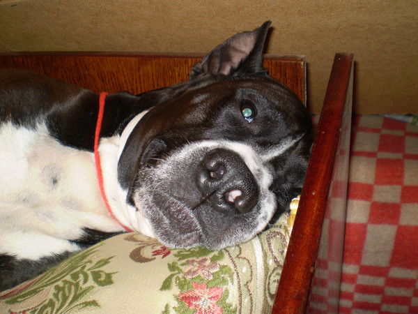 Анастасия Жировая