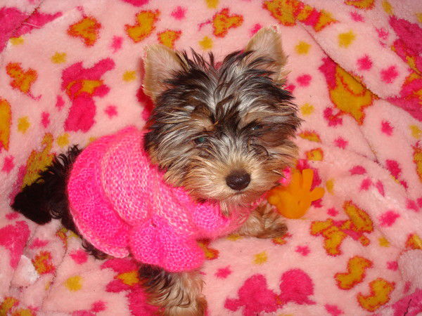 Алла Муравьева