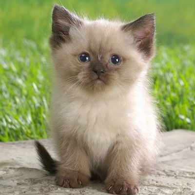 Максим Лысенко