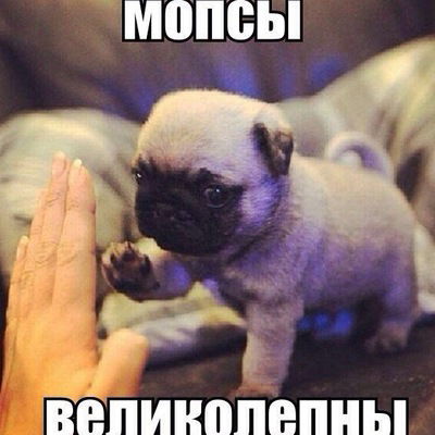 Елена Кузенкина