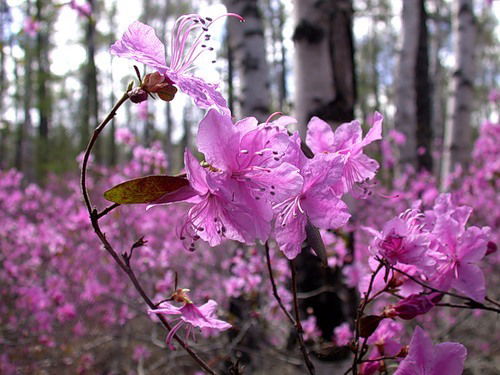 Алек Сандра