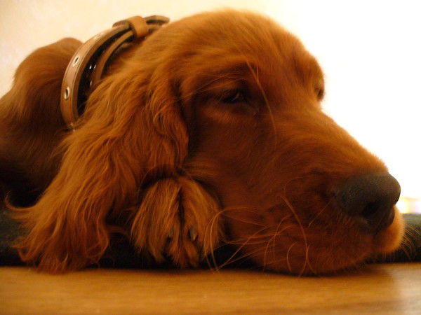 Елена Ильина