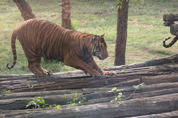 Сергей Свириденко