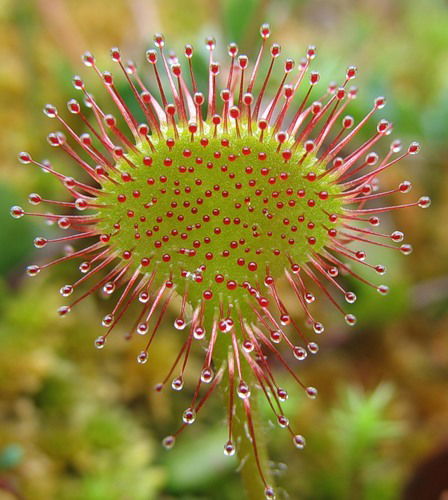 Галина Ромашкина