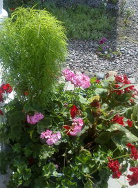 Оля Кабанова