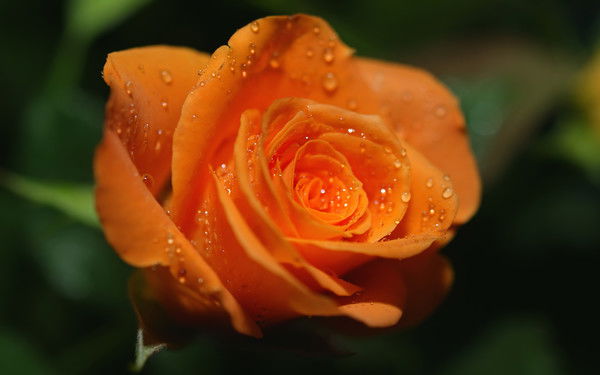 Светлана Абашина