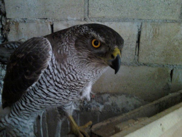 Алексей Тимохин