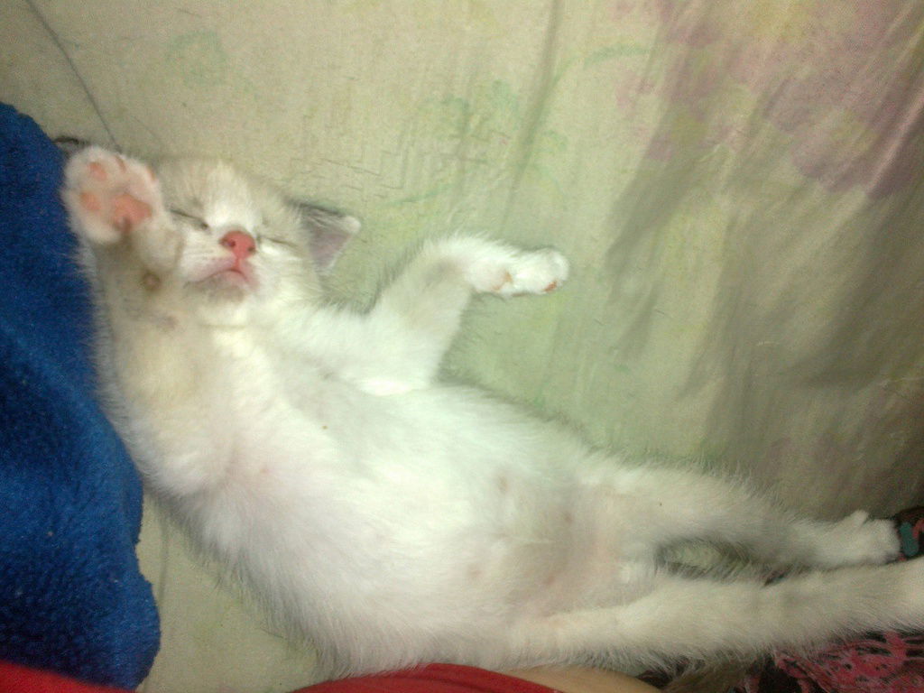 Катеринка Panterka