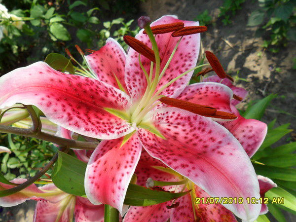 Игорь Василенко