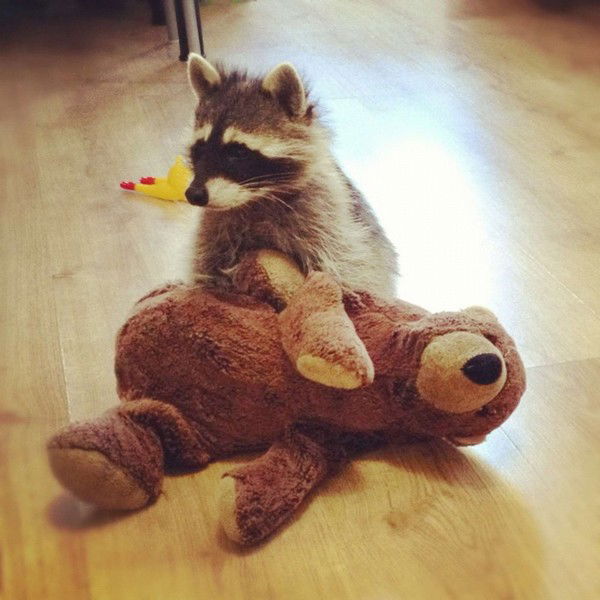 Енотка Енотова