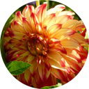 Валерий Князев