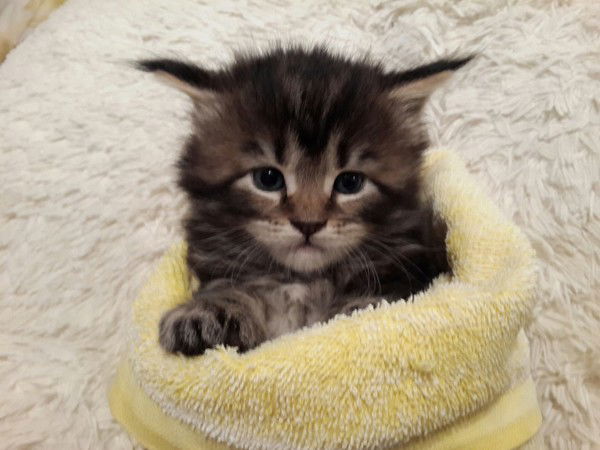 Виталия Андреева