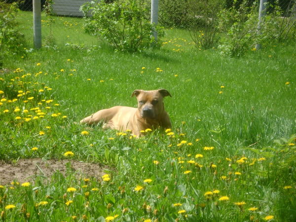 Николай Дементьев