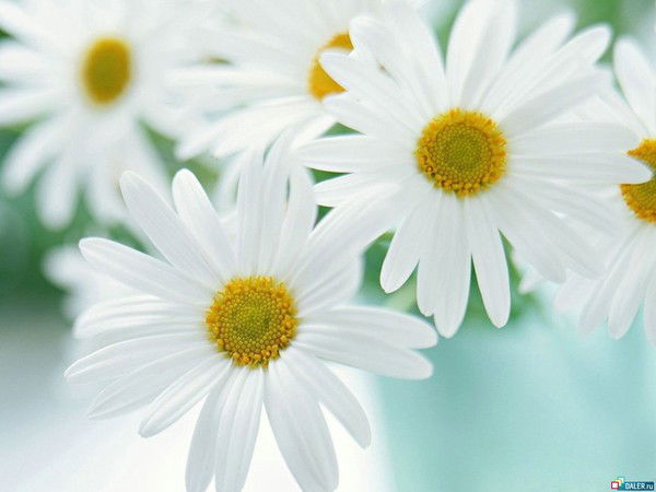 Лидия Ватокина