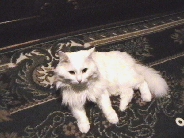 Игорь Белов