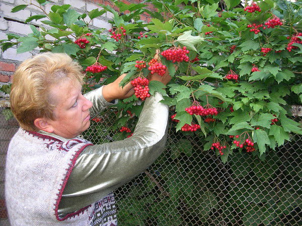 Елена Шаравина