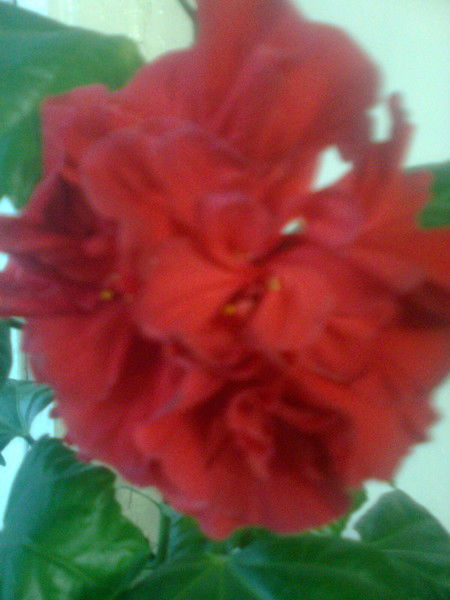 Багаутдинова Гуля