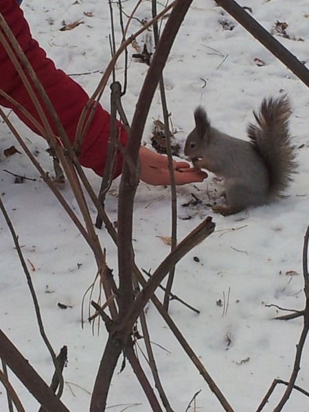 Михайлова Елена