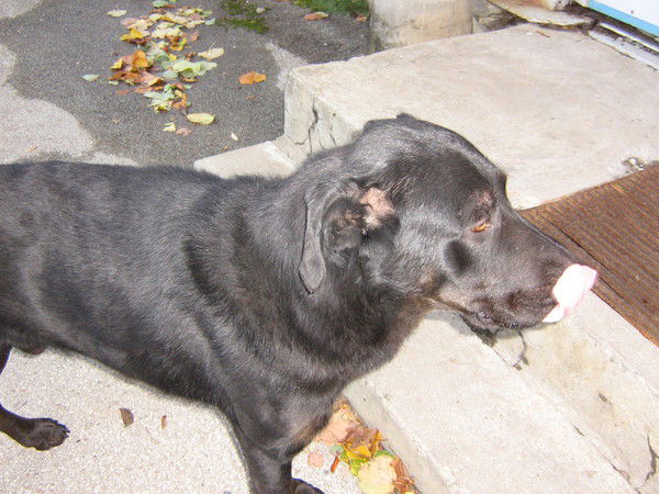 Роман Романов