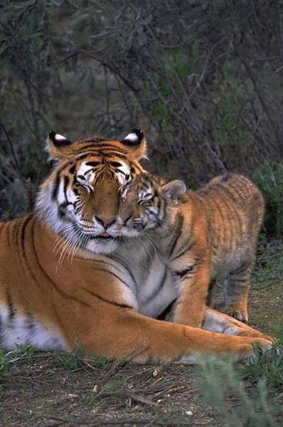 Женская Консультация