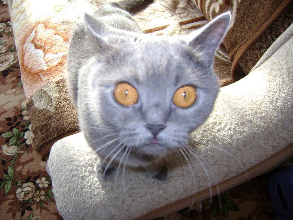 Максим Жуков