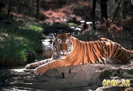 Максим Гордеев