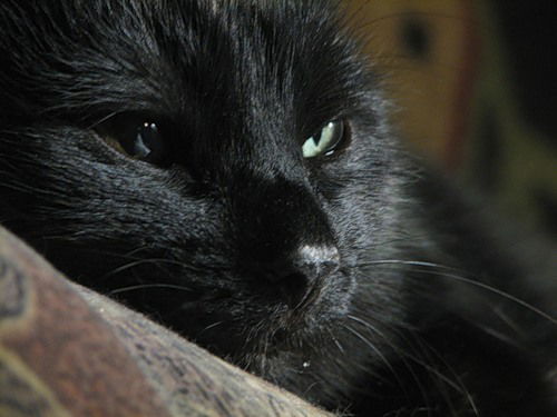 Юлия Симакова