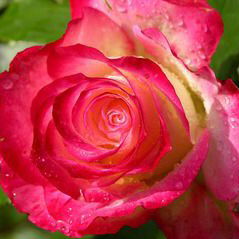 Марина Марина