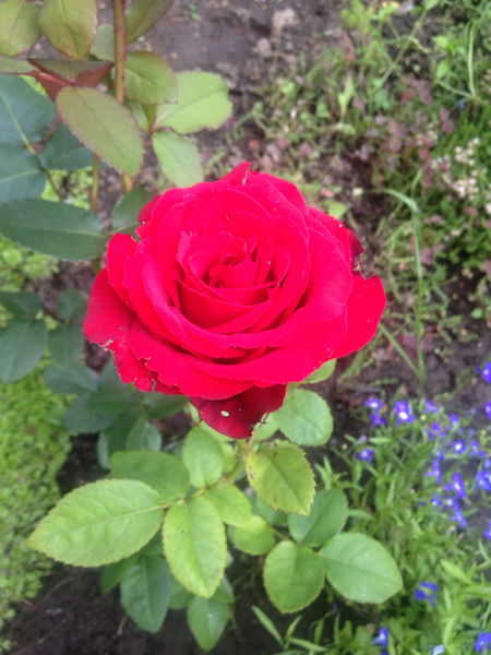 Юлия Новикова