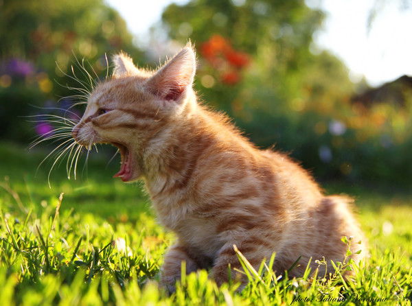 Виктор Доронин