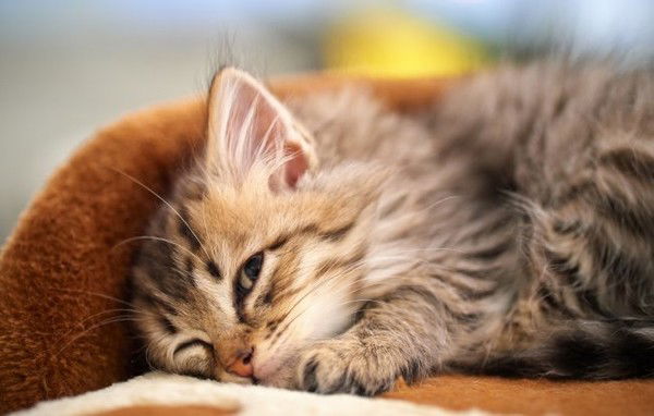 Надежда Некрасова