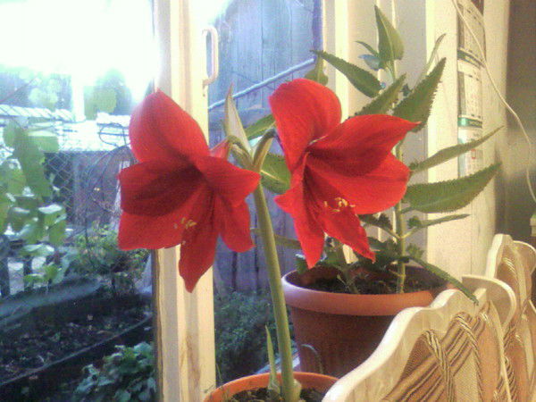 Администрация Павлгорпос