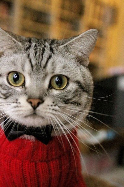 Катя Миронова