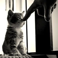 Ангелина Стречань