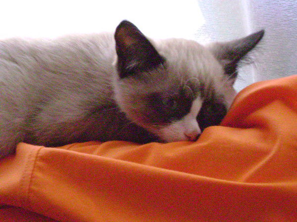 Антон Зубцов